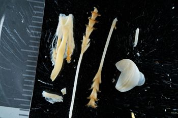Media type: image;   Malacology 169599 Description: Digital documentation photo of preserved specimen.;